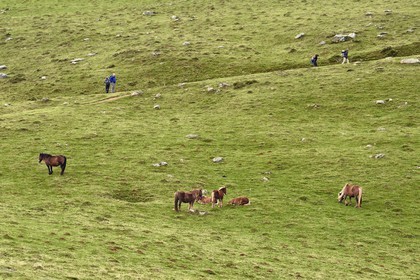 France, Pyrenees Atlantiques, Basque Country, Camino de Santiago (the Way of St. James) on the GR 65 between Saint Jean Pied de Port and Roncesvalles, pottok ponies living mainly in the Pyrenees in the west of the Basque Country