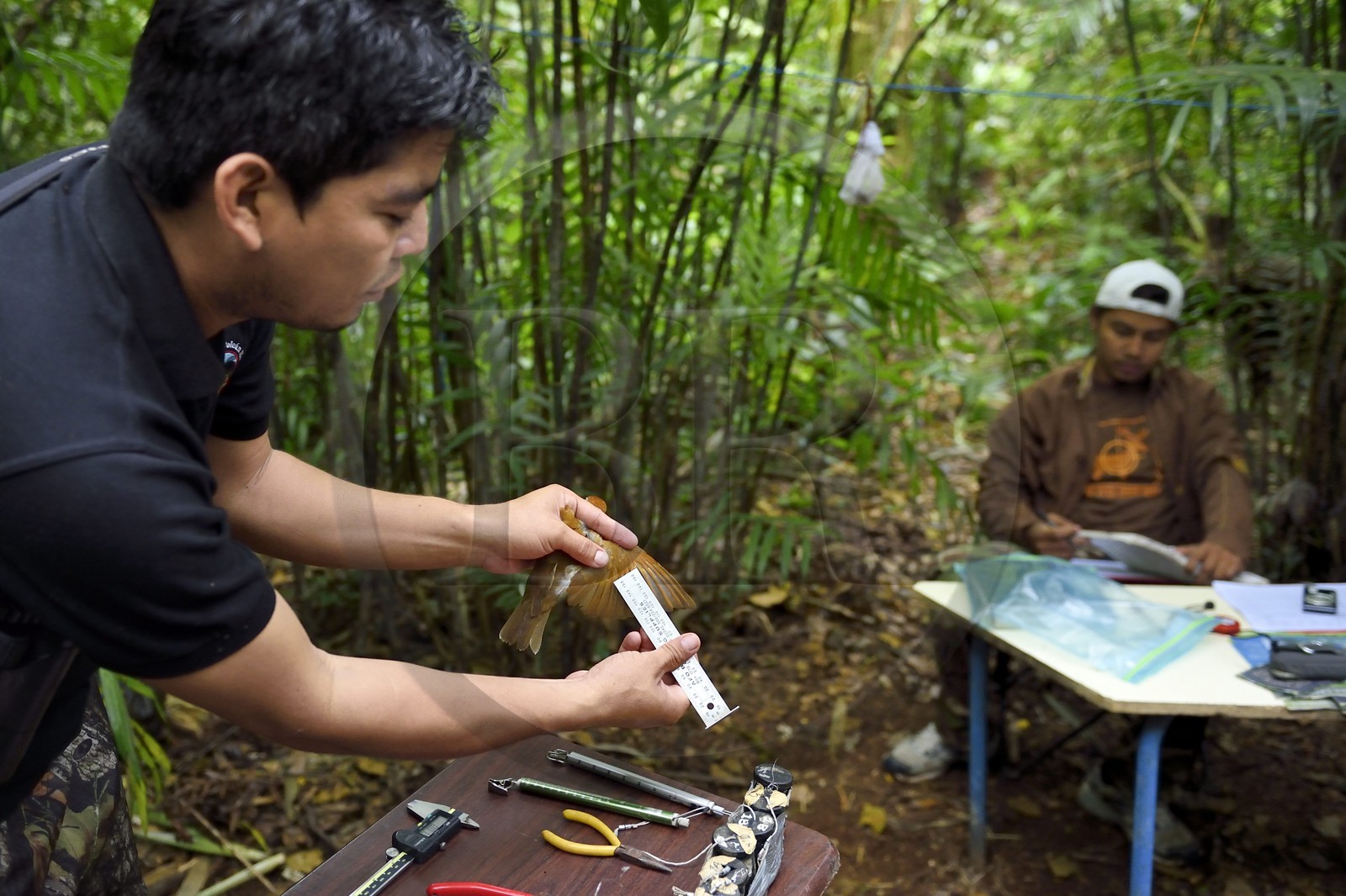 Nicaragua, département de Granada, Réserve naturelle du volcan Mombacho, le biologiste Roger Mendieta de l'ONG fondation Cocibolca mesurant une Grive des bois (Hylocichla mustelina) pour observation