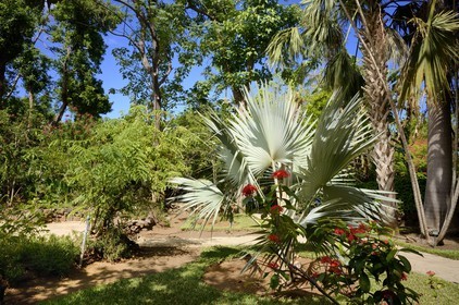 France, Ile de la Reunion, côte ouest, Saint-Gilles-Les-Bains (commune de Saint-Paul), le Jardin d'Eden, jardin botanique