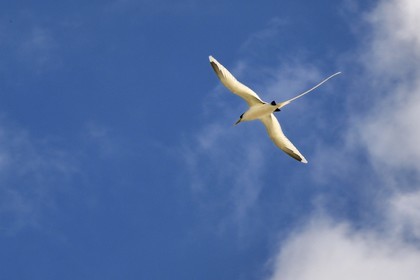 France, Ile de la Reunion, côte sud, Petite-Ile, Paille en queue ou Phaéton à bec jaune (Phaethon lepturus) est un des emblèmes des Mascareignes