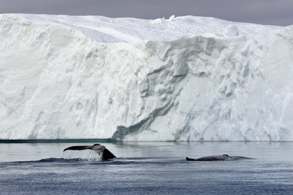 Groenland, cote ouest, baie de Disko, Ilulissat, fjord glacé classé Patrimoine Mondial de l'UNESCO qui est l’embouchure maritime du glacier Sermeq Kujalleq, queue d'une baleine à bosse ou rorqual à bosse (Megaptera novaeangliae) en plongée devant un iceberg
