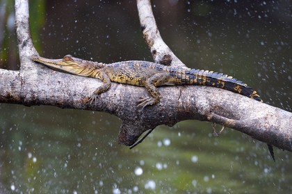 Gabon, Ogooue-Maritime Province, Loango National Park, Akaka site in the Fernan Vaz (Nkomi) Lagoon, African slender-snouted crocodile (Mecistops cataphractus)