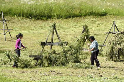 Roumanie, Transylvanie, région de Brasov, Moieciu de Sus dans les monts Fagaras dans les Carpates du Sud, paysannes mettant à sécher le foin