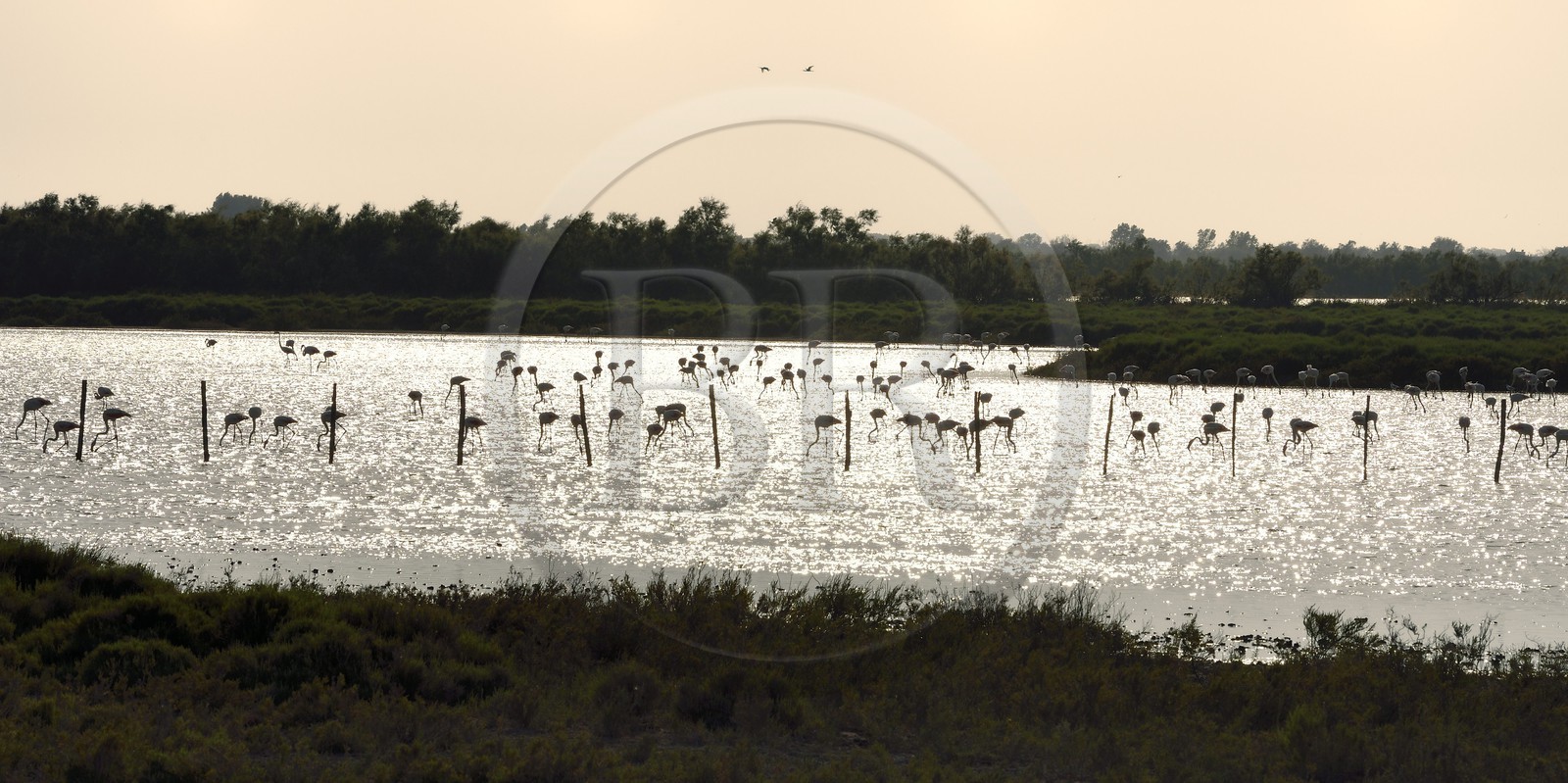 France, Bouches-du-Rhône (13), Parc naturel régional de Camargue, étang de Malagroy, flamants roses (Phoenicopterus roseus)