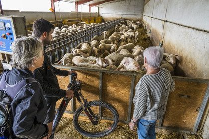 France, Aveyron, Grands-Causses Regional Nature Park, Versols et Lapeyre, cyclists on the Brebis'Cyclette tourist cycle route in the Roquefort region, breeder Alice Ricard with her Lacaune ewes whose milk is used to make Roquefort AOP