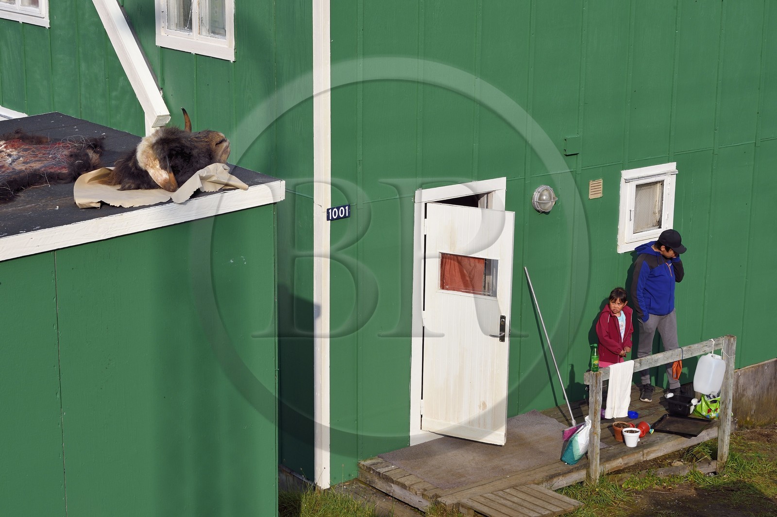 Groenland, cote ouest, baie de Baffin, Upernavik, tête de boeuf musqué récemment chassé en train de secher sur un toit