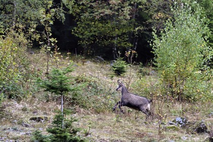 France, Haut-Rhin (68), Parc naturel régional des ballons des Vosges, Storckensohn, montagne de La Tête des Perches, la chaume de Gazon vert, jeune male chamois (Rupicapra rupicapra)
