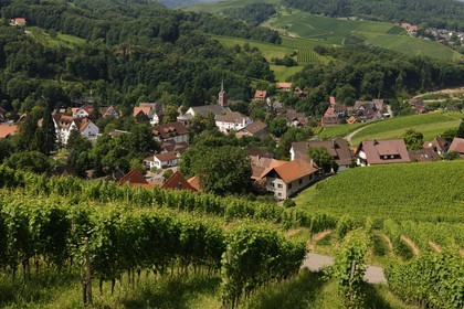 Allemagne, Forêt Noire, Schwartzwald, Bade-Würtemberg, Sasbachwalden entouré par son vignoble