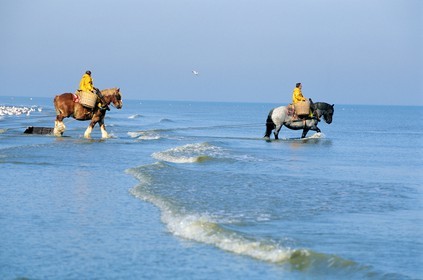 Belgique, Flandre-Occidentale, plage de Oostduinkerke, les derniers pêcheurs de crevettes à cheval