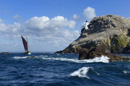 France, Cotes-d'Armor, Perros-Guirec, Sept-Iles Archipelago and bird sanctuary, the traditional sailboat Sant C'hireg (Saint Guirec) in front of Rouzic island, northern gannets colony (Morus bassanus), single point of nesting in France for more than 20,000 couples