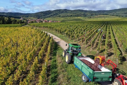 France, Haut-Rhin (68), Route des vins d'Alsace, Ribeauvill