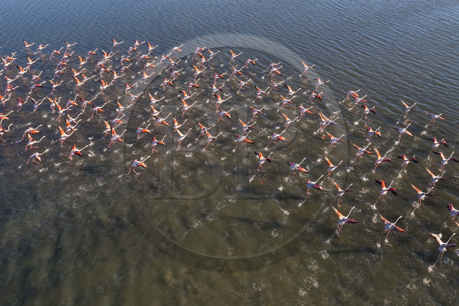 France, Hérault (34), Frontignan, envol de flamants roses (Phoenicopterus roseus) dans l'Etang d'Ingril (vue aérienne)