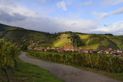 France, Haut-Rhin (68), Route des Vins d'Alsace, Niedermorschwihr, le village entouré par le vignoble et son église à clocher tors