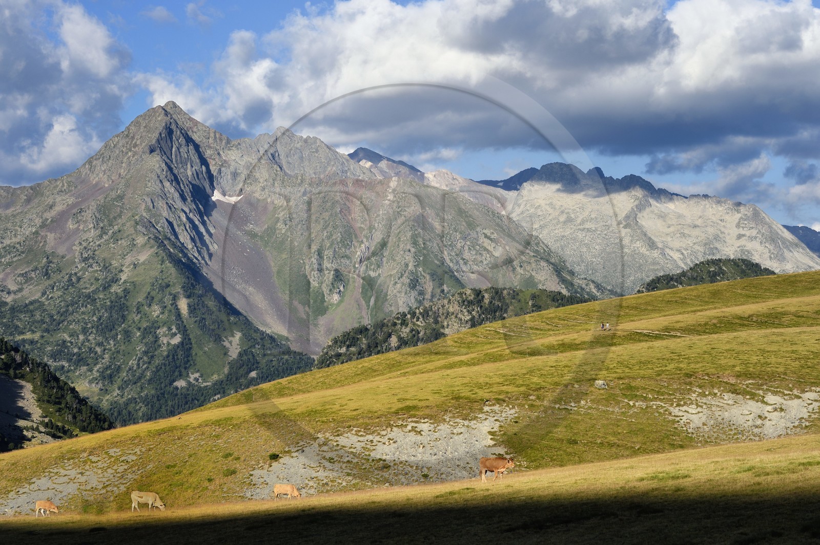 France, Hautes-Pyrénées (65), Saint-Lary-Soulan et Vielle-Aure, randonnée sur une variante du GR10 entre le col de Portet et les lacs de Bastan en bordure de la réserve naturelle de Néouvielle en arrière plan, troupeau de vaches en estive