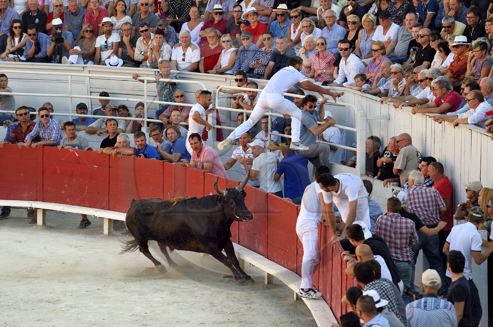 France, Bouches-du-Rhône (13), Arles, la course camarguaise  de la Cocarde d'Or aux Arènes