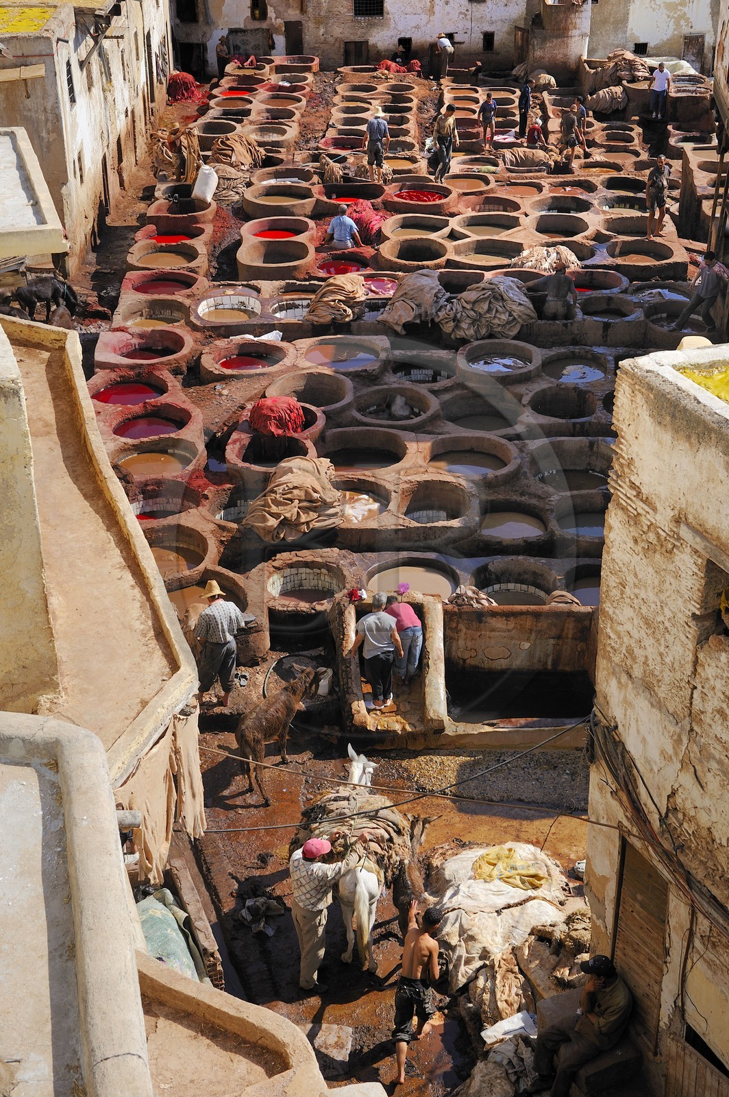 Maroc, Moyen Atlas, Fès, ville impériale, médina classée Patrimoine Mondial de l'UNESCO, Fès el Bali, quartier des tanneurs, Chouara