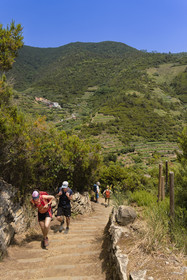 Italie, Ligurie, Cinque Terre, parc national des Cinque Terre classé Patrimoine Mondial de l'UNESCO, randonneurs sur le sentier GR 586 passant dans le vignoble en terrasse entre Volastra et Manarola