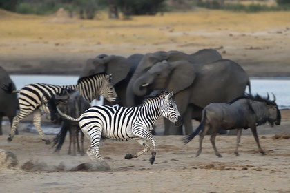 Zimbabwe, Matabeleland North Province, Hwange National Park, Zebra (equus burchelli) running