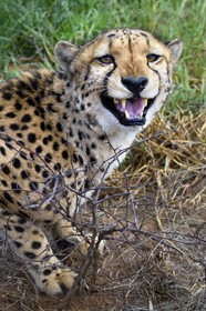 Namibia, Otjiwarongo, Cheetah Conservation Fund, research and education centre, cheetah (Acinonyx jubatus)