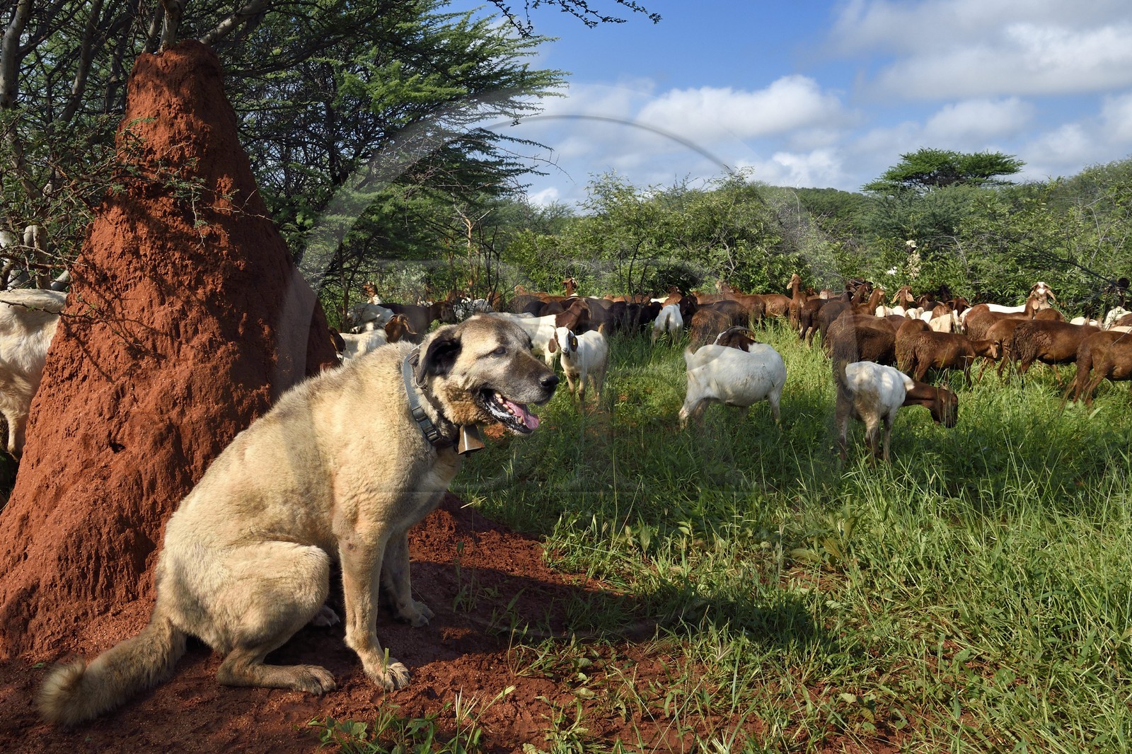 Namibie, Otjiwarongo, Cheetah Conservation Fund, centre de recherche et d'éducation, le Livestock Guarding Dog Program (programme chien de garde du bétail) du CCF a été très efficace pour réduire les taux de prédation et ainsi aussi l'inclinaison des agriculteurs à piéger ou tirer sur des guépards, chien Berger d'Anatolie aussi connu sous le nom de Kangal surveillant un troupeau de chèvres Boer et de moutons Damara