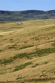 France, Cantal, Parc Naturel Régional des Volcans d'Auvergne (regional nature park of Auvergne volcanoes), Brezons valley, mountain pastures, Aubrac cow herd