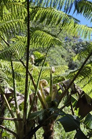 Philippines, province d'Ifugao, sentier reliant les villages de Cambulo et Batad dans les montagnes de Banaue, fougère arborescente