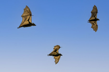 Rwanda, Province de l’Ouest, Karongi (anciennement nommée Kibuye), lac Kivu, Ile Napoléon ou Tembabagoyi, Roussette paillée africaine ou Roussette des palmiers africaine ou Roussette jaune (Eidolon helvum)