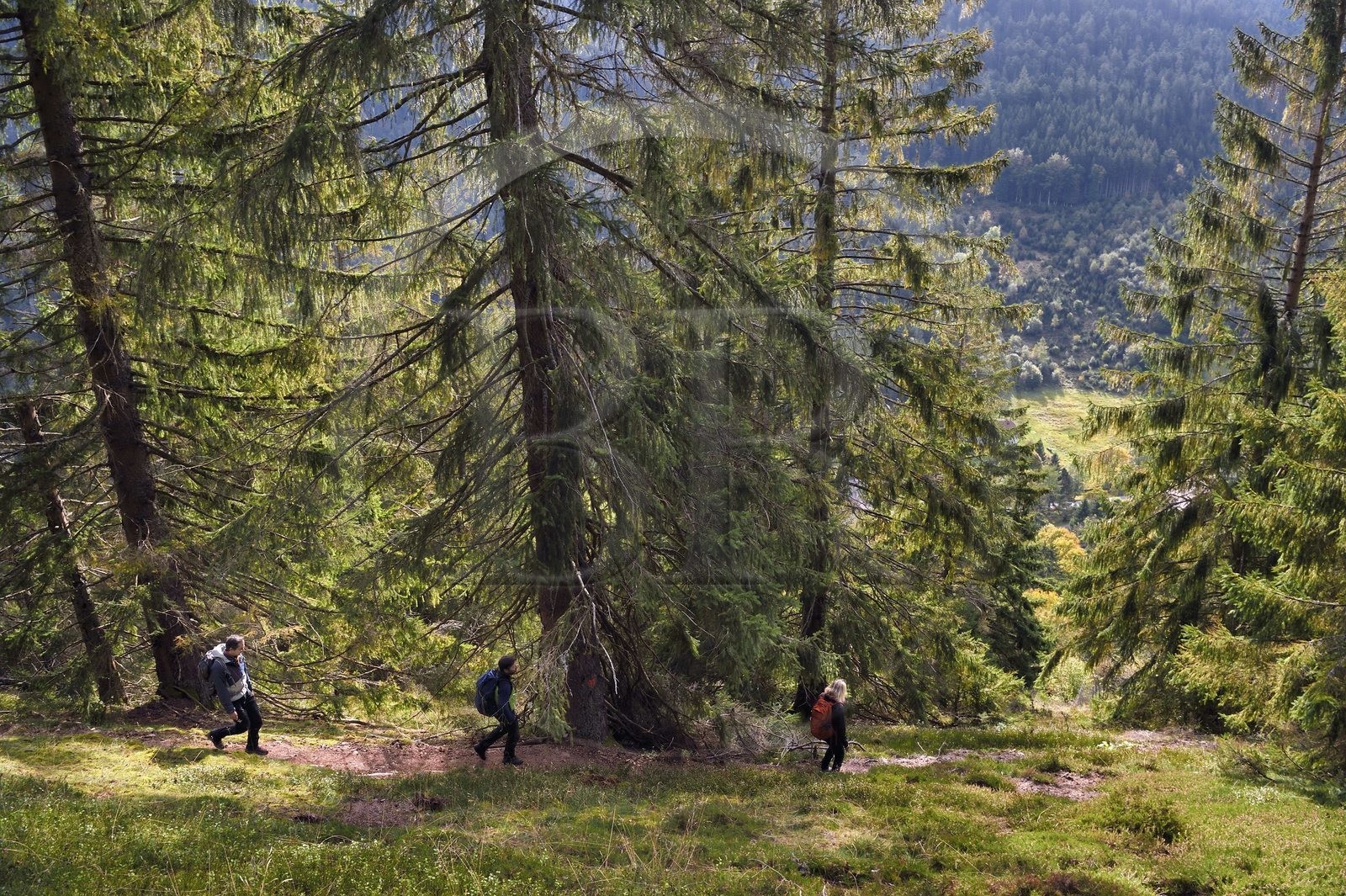 France, Vosges, Le Valtin, hike in the Valtin valley in the upper Meurthe valley, crossing a white fir tree forest