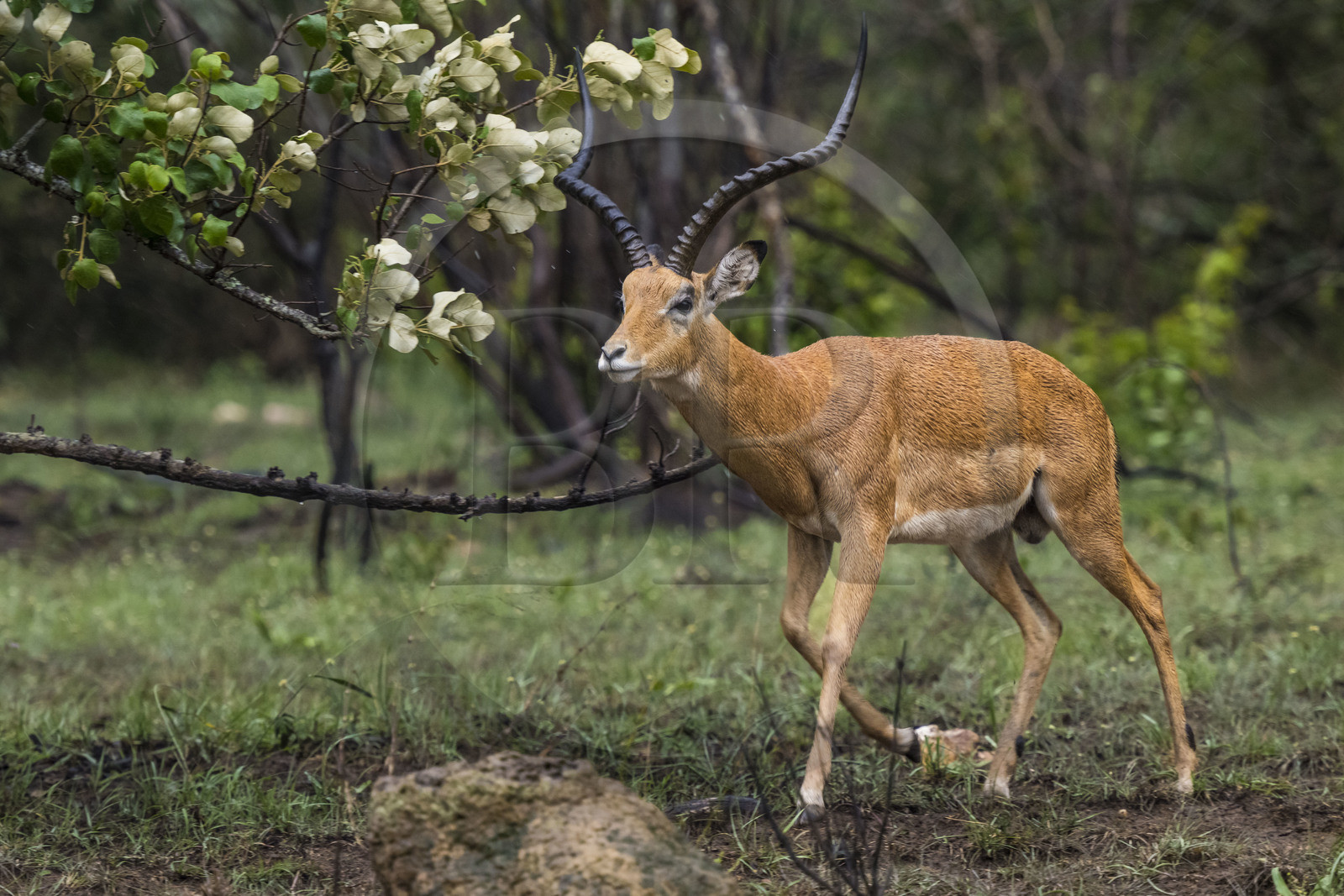 Rwanda, Parc national de l'Akagera, Impala (Aepyceros melampus) male