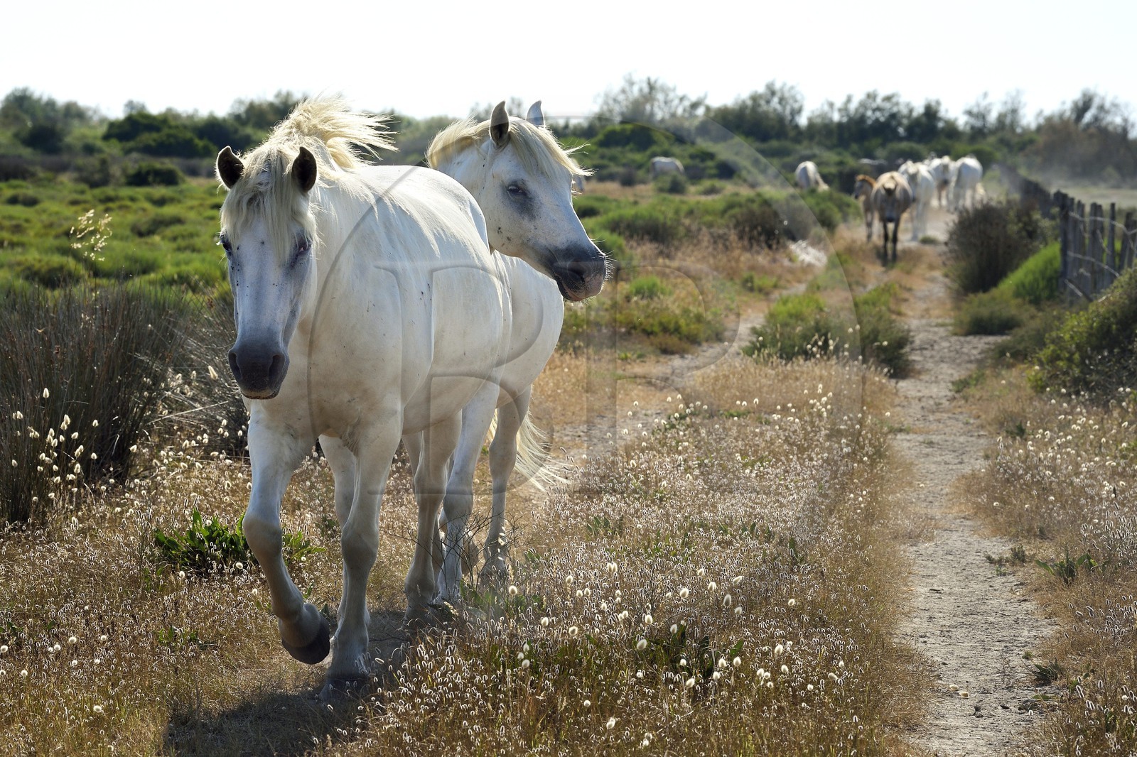France, Bouches du Rhone, Parc naturel regional de Camargue (Regional Natural Park of Camargue), around Malagroy pond, manade Jacques Mailhan, Camargue horses