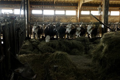 France, Haut-Rhin (68), la route des Crêtes, ferme auberge marcaire du Grand Hêtre, les vaches à l'étable