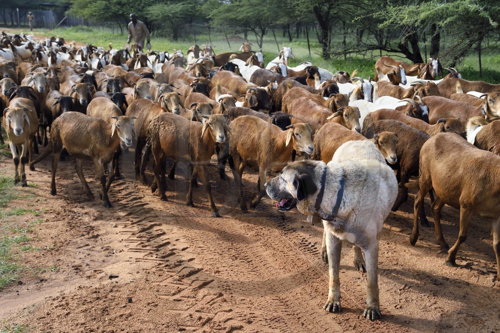 Namibie, Otjiwarongo, Cheetah Conservation Fund, centre de recherche et d'éducation, le Livestock Guarding Dog Program (programme chien de garde du bétail) du CCF a été très efficace pour réduire les taux de prédation et ainsi aussi l'inclinaison des agriculteurs à piéger ou tirer sur des guépards, chien Berger d'Anatolie aussi connu sous le nom de Kangal surveillant un troupeau de chèvres Boer et de moutons Damara