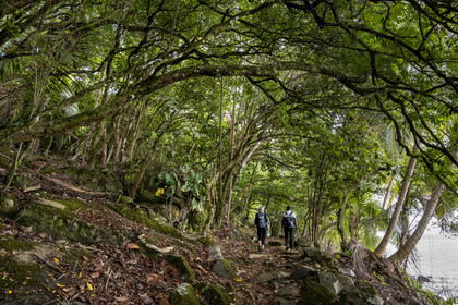 France, French Guiana, Kourou, Salvation Islands (Iles du Salut), Royal Island, hiking on the coastal path