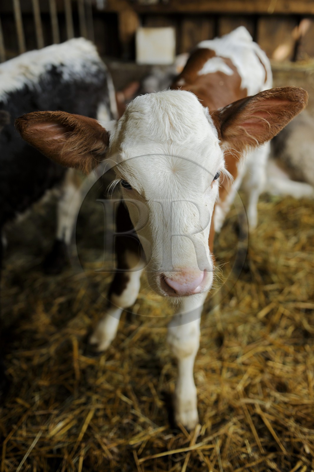France, Haut-Rhin (68), la route des Crêtes, ferme auberge marcaire du Grand Hêtre, un veau à l'étable