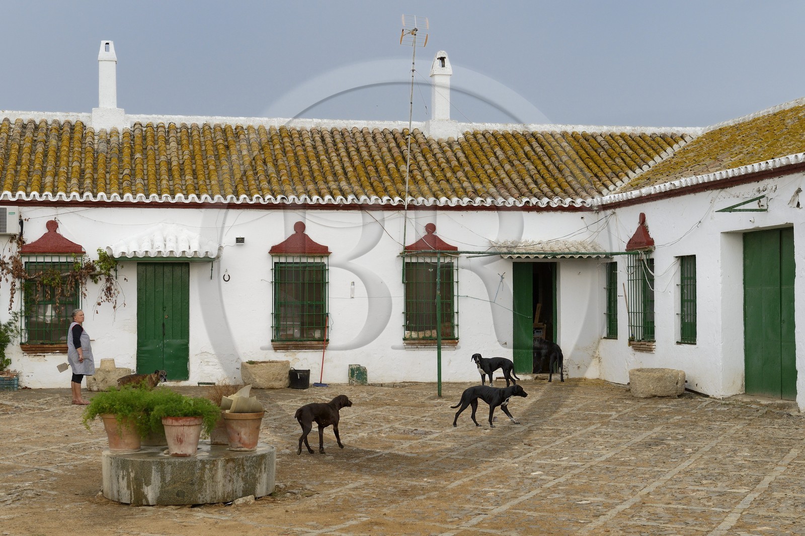 Espagne, Andalousie, province de Séville, Utrera, domaine El Toruno, élevage de taureaux de combat Espagne, Andalousie, province de Séville, Utrera, domaine El Toruno, élevage de taureaux de combat
