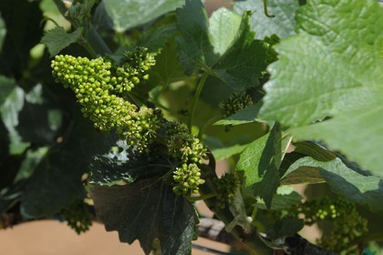 Etats-Unis, Californie, Sonoma County, le vignoble de la propriété Arista