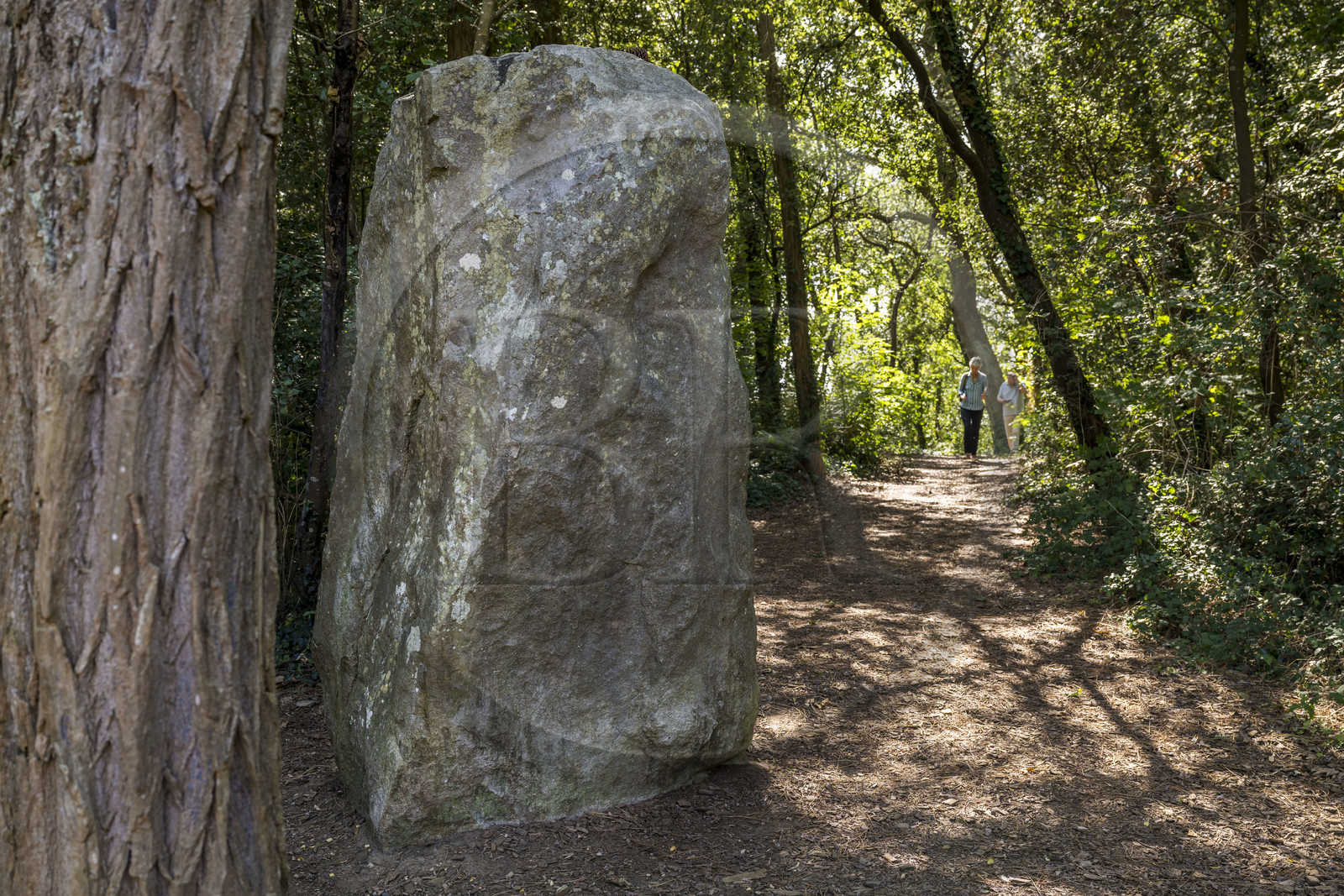 France, Loire-Atlantique (44), Saint-Brévin-Les-Pins, forêt de la Pierre Attelée, menhir de la Pierre Attelée