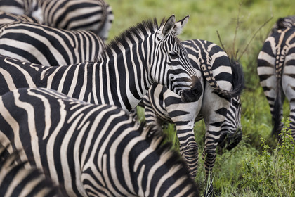 Rwanda, Parc national de l'Akagera, zèbre des plaines (Equus quagga)
