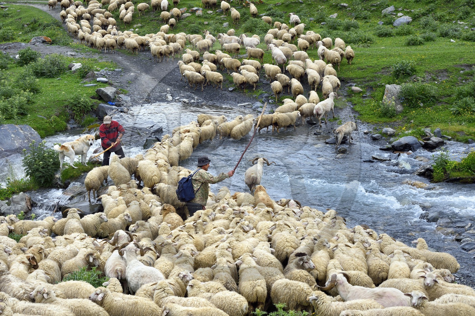Géorgie, Kakheti, Parc national de Touchétie, vallée de la rivière Alazani dans les montagnes de Pirikiti, Parsma (Baso), berger et son troupeau de moutons franchissant la rivière