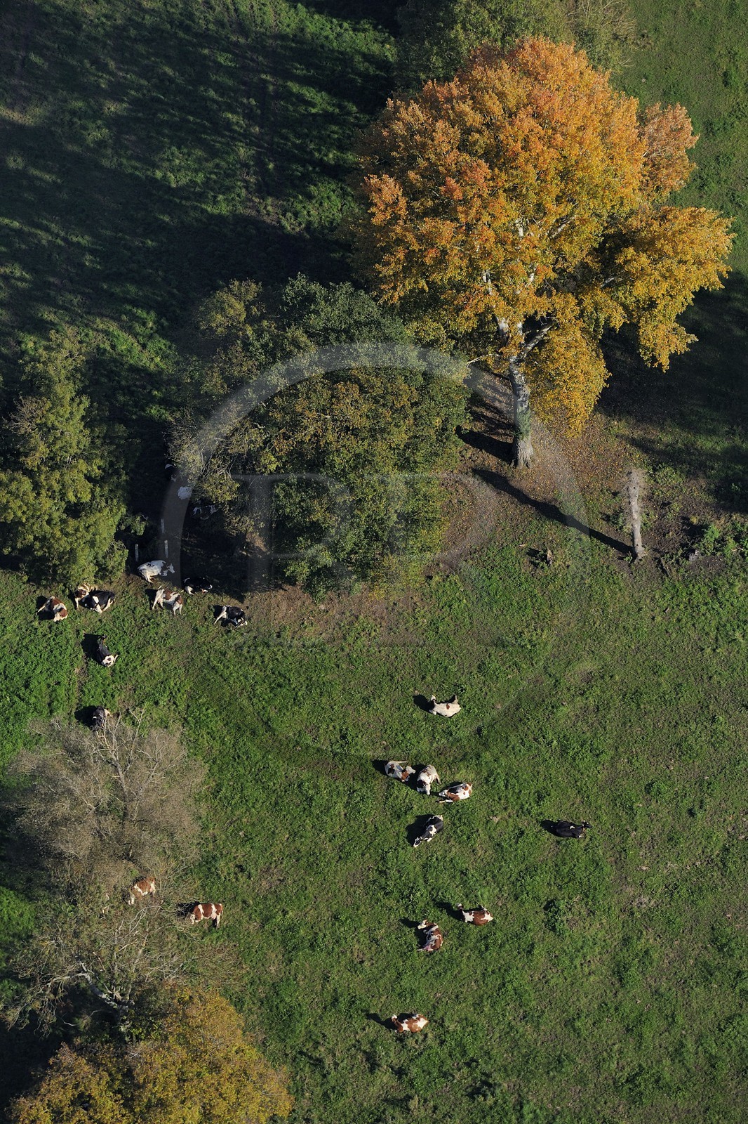 France, Seine-Maritime (76), vaches dans les prés à Sahurs (vue aérienne)