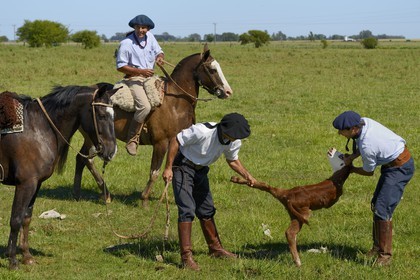 Argentina, Buenos Aires Province, San Antonio de Areco, estancia La Bamba de Areco, gauchos at work having caught a calf
