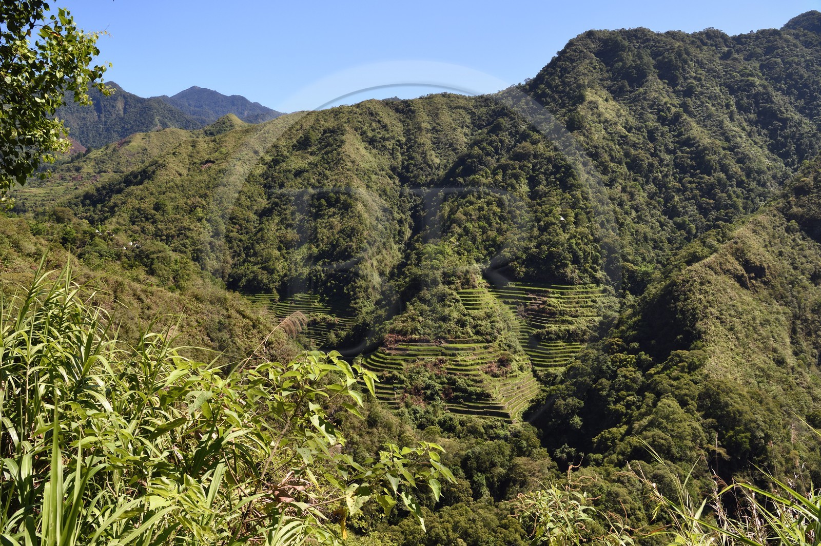 Philippines, province d'Ifugao, les rizières en terrasses de Banaue entre les villages de Cambulo et Batad, classées Patrimoine Mondial de l'UNESCO, alimentées par un ancien système d'irrigation depuis la forêt tropicale au-dessus des terrasses