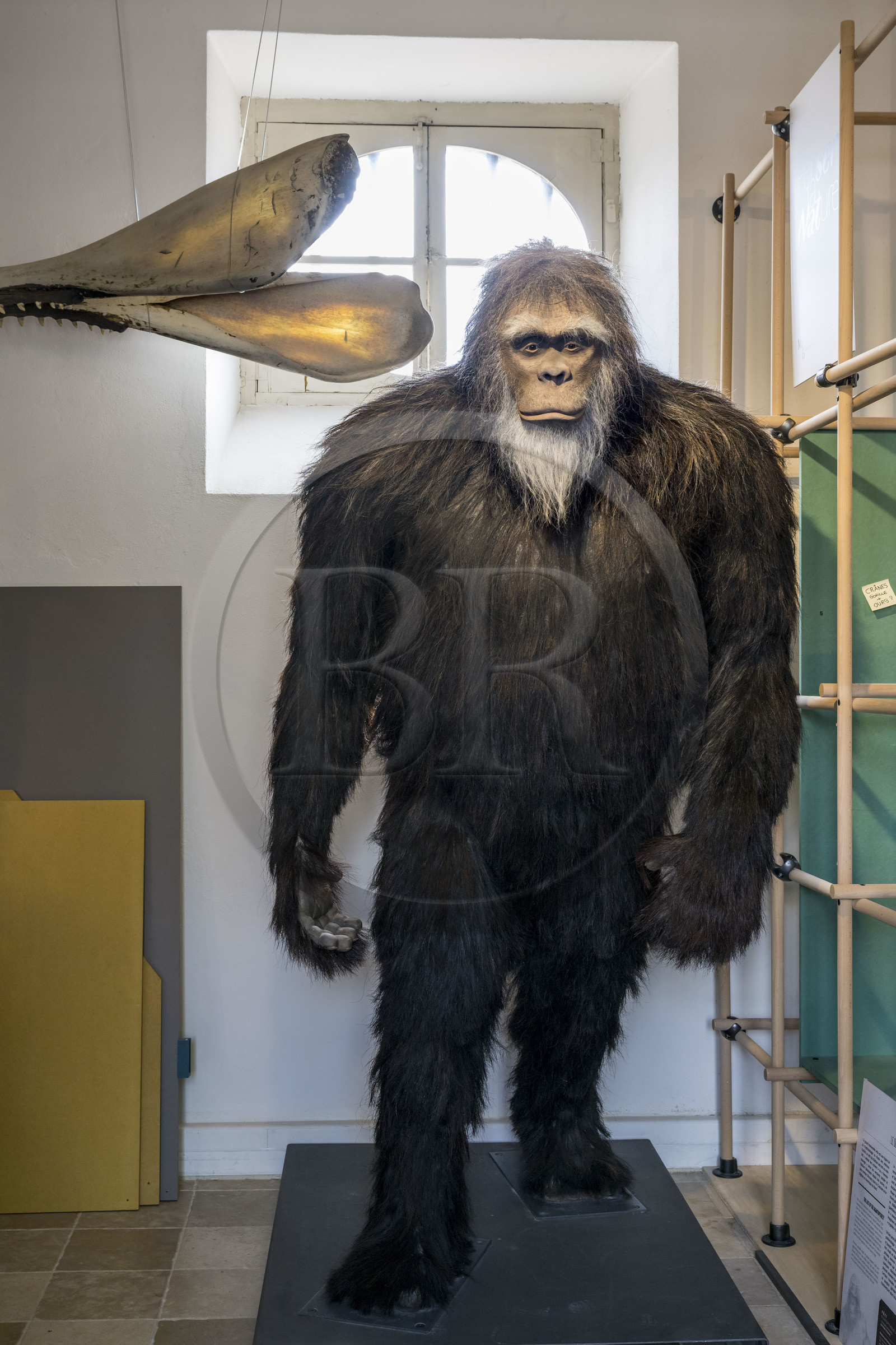 France, Côte-d'Or (21), Montbard, Musée Parc Buffon, des espèces imaginaires sont aussi exposées dont le yéti en grandeur nature (supposée)