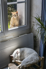 France, Finistère, Iroise Sea, Ouessant Island, hamlet of Keranchas, cats at home