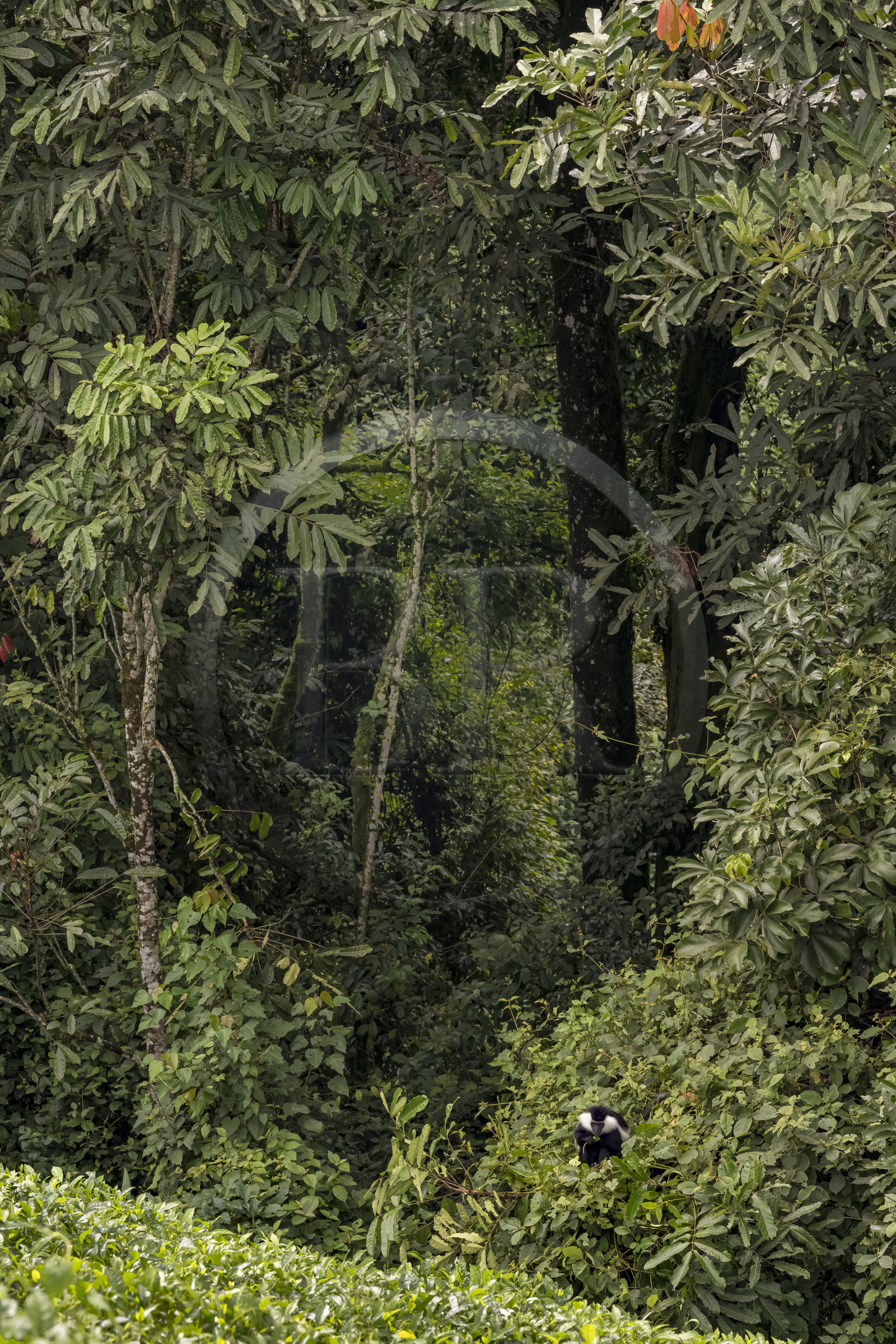 Rwanda, Province de l’Ouest, Gisakura, Parc national de Nyungwe, Colobe de Ruwenzori (Colobus angolensis ruwenzorii) pendant un safari à pied dans la forêt tropicale humide naturelle