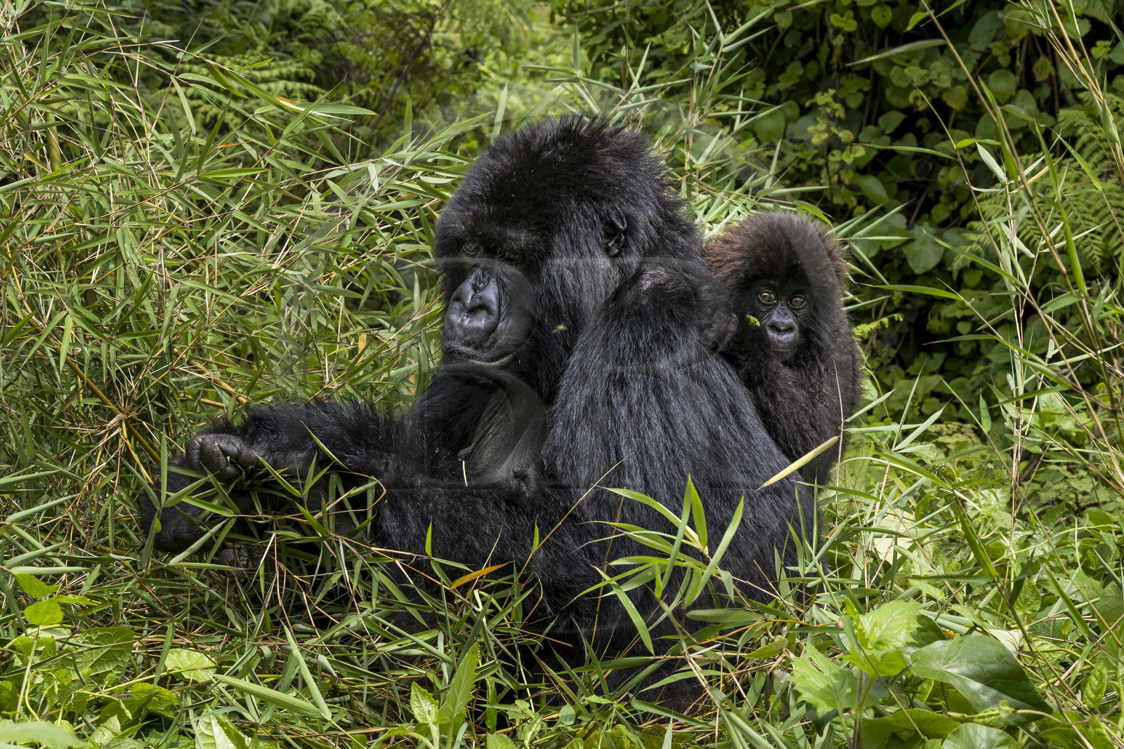 Rwanda, Province du Nord, Parc National des Volcans dans la chaine des Monts Virunga, mont Karisimbi, gorilles des montagnes (Gorilla beringei beringei) du groupe Susa, mère avec son petit de 6 mois