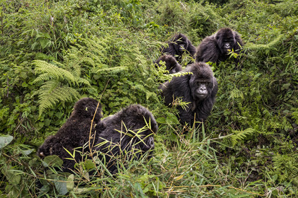 Rwanda, Province du Nord, Parc National des Volcans dans la chaine des Monts Virunga, mont Karisimbi, gorilles des montagnes (Gorilla beringei beringei) du groupe Susa