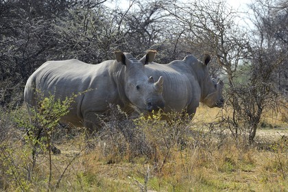 Zimbabwe, Matabeleland South Province, Matobo or Matopos Hills National Park, listed as World Heritage by UNESCO, White Rhinoceros (Ceratotherium simum), young adult of about 7 years