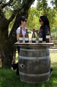 Etats-Unis, Californie, Conté Sonoma, le vignoble de la propriété Arista, degustation de vins