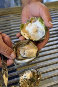 Croatia, Dalmatia, Dalmatian coast, peninsula of Peljesac, Ston, the largest oyster farming center on the Dalmatian coast in Mali Ston, Ostrea edulis oyster